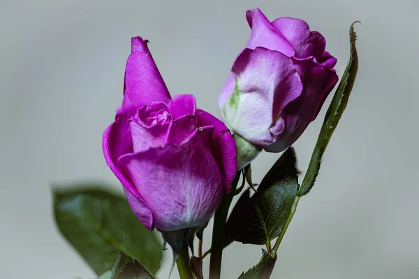 Piękna Różowa Róża Kroplami Rosy — Zdjęcie stockowe