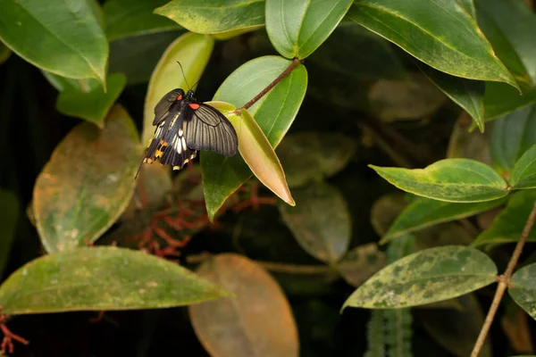 Piękny Motyl Liściu — Zdjęcie stockowe