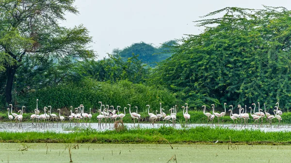 Flamingolar Gölde Dinleniyor Tetikte — Stok fotoğraf