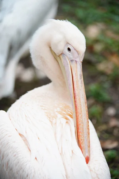 Белый Пеликан Зоопарке — стоковое фото