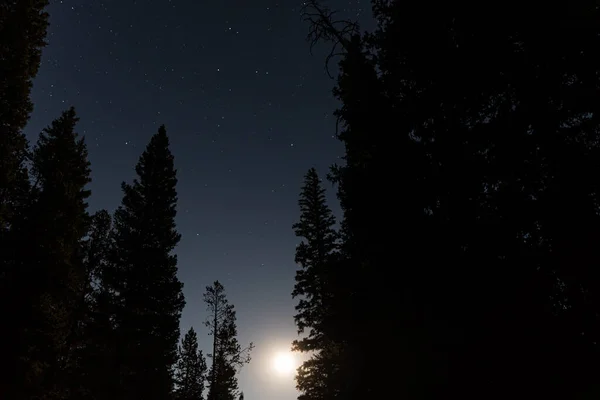 Céu Noturno Com Estrelas Árvores — Fotografia de Stock