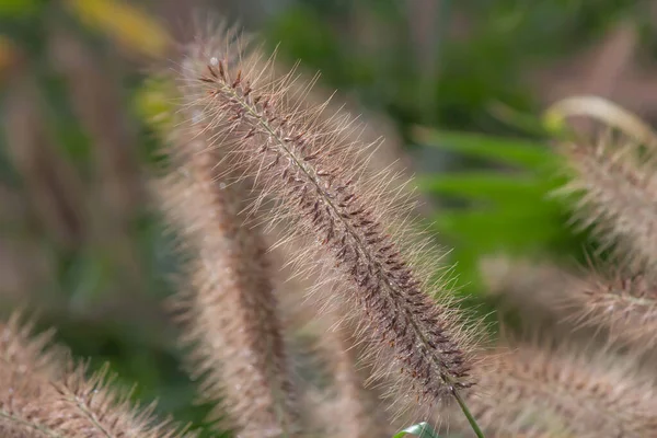 Close Beautiful Green Grass — стоковое фото