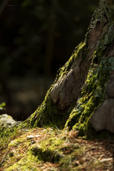 Мох Дереві Лісі — стокове фото