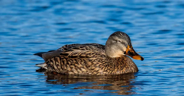 Ánade Real Lago —  Fotos de Stock