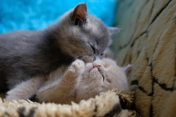 Two Cute Cats Lying Sofa Hugging Each Other — Stockfoto