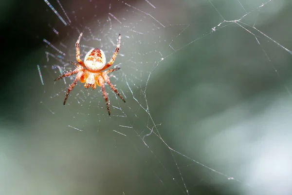 방울이 거미줄 — 스톡 사진