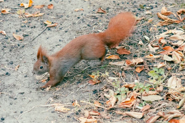 Młody Piękny Czerwony Ogon Wiewiórka Jesienny Park — Zdjęcie stockowe