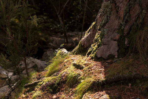 Gros Plan Une Belle Mousse Verte — Photo