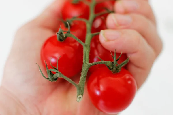 Tomate Rouge Sur Fond Blanc — Photo