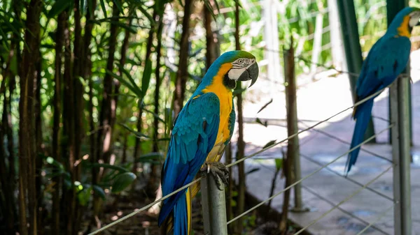 Tiro Close Uma Arara Azul Amarela — Fotografia de Stock