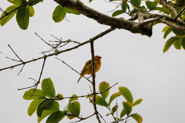 Vogel Een Tak Van Een Boom — Stockfoto