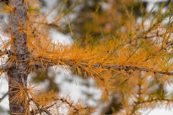 Ramo Pinho Com Neve Fundo Floresta — Fotografia de Stock