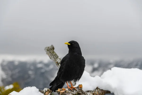 Pájaro Sienta Una Roca Nieve — Foto de Stock
