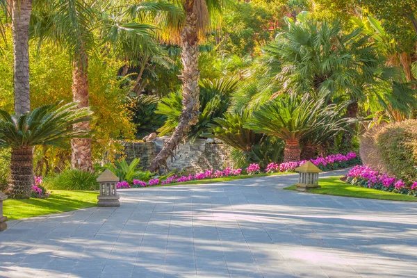 Krásná Tropická Zahrada Palmami Modrá Obloha — Stock fotografie