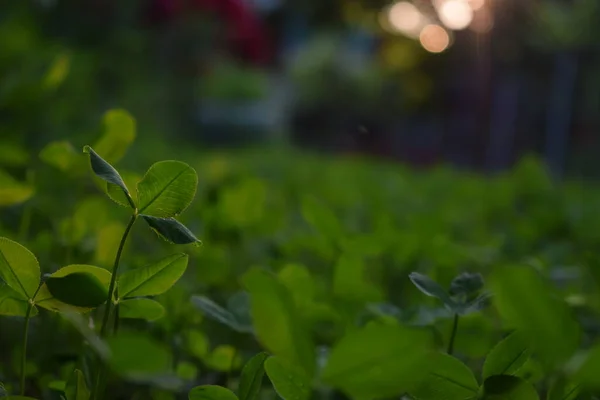 Folhas Verdes Jardim — Fotografia de Stock