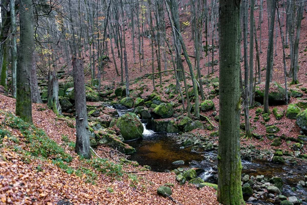 Hermoso Bosque Otoño Con Árboles Rocas — Foto de Stock