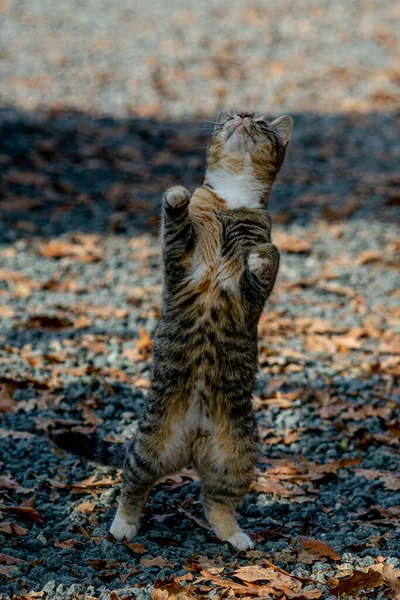 Vista Del Gatto Carino Con Foglie Autunnali Terra — Foto Stock