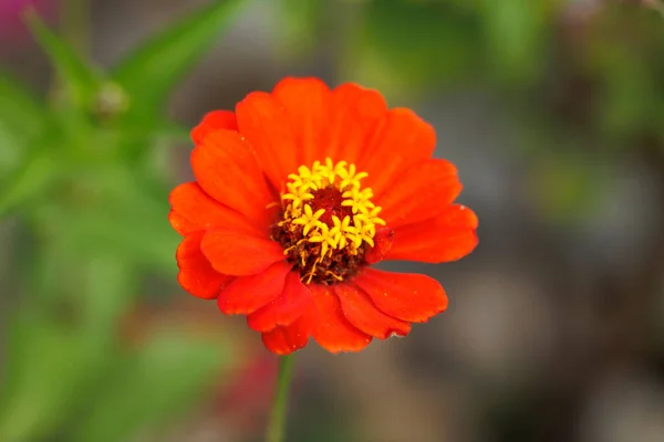 Bahçede Büyüyen Güzel Çiçek Yakın Plan — Stok fotoğraf