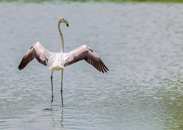 Flamingo Gotowy Startu Jeziora — Zdjęcie stockowe