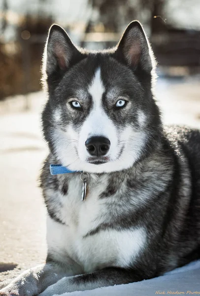 Portrait Cute Dog — Stock Photo, Image