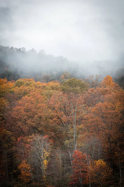 Schöner Herbstwald Mit Bäumen Und Blättern — Stockfoto