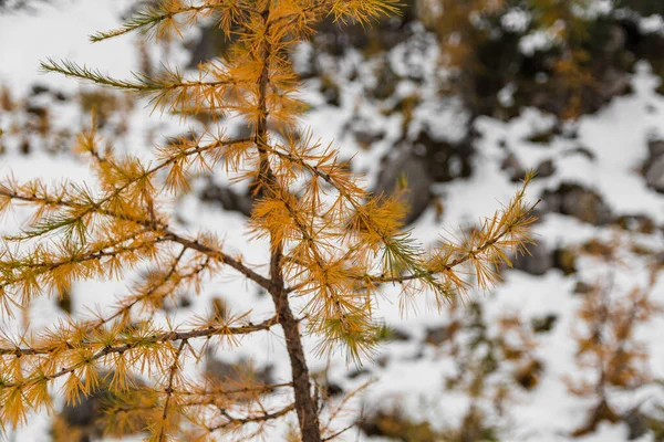 Pine Tree Branches Forest — Stock Photo, Image