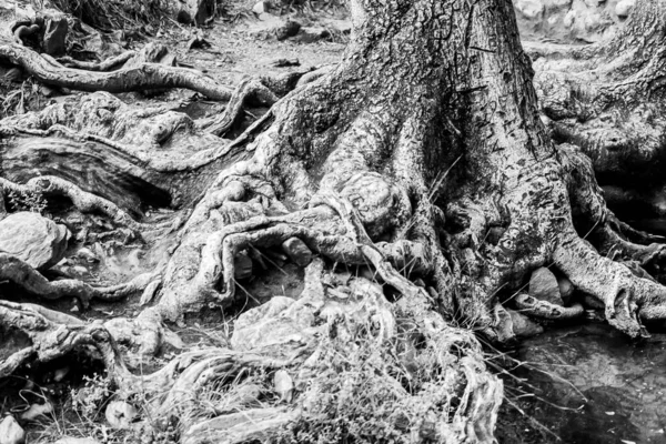 Foto Preto Branco Tronco Árvore — Fotografia de Stock