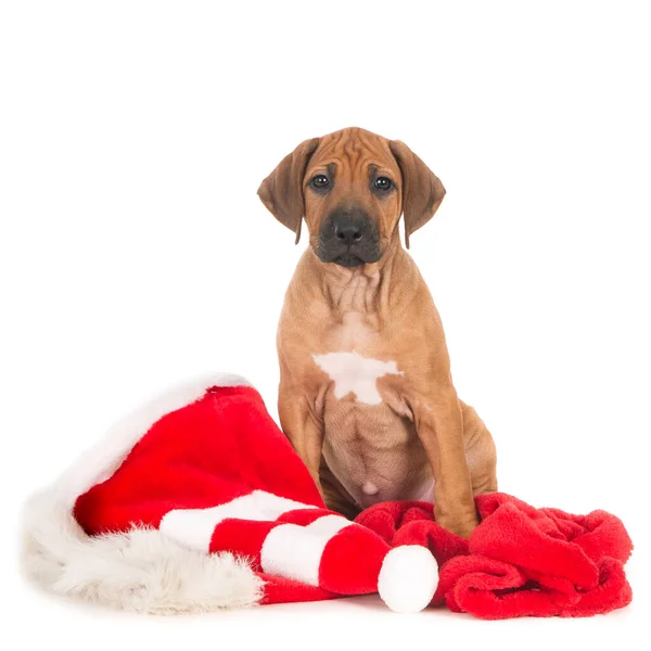 Niedlicher Hund Mit Weihnachtsmütze Und Schal Auf Weißem Hintergrund — Stockfoto