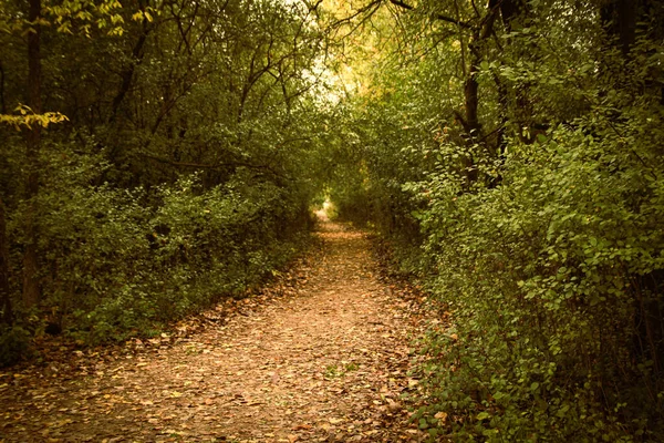 Caminho Através Floresta Outono — Fotografia de Stock