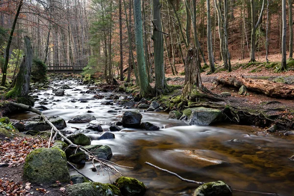 Beautiful River Forest — Stock Photo, Image