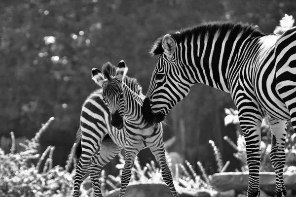 Zèbre Dans Noir Blanc — Photo