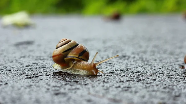 Caracol Rastejando Chão — Fotografia de Stock