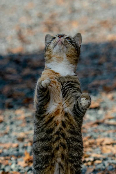 Widok Ładny Kot Jesiennych Liści Ziemi — Zdjęcie stockowe