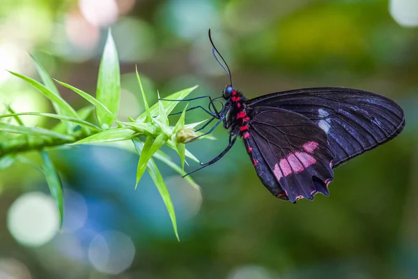 Schöner Schmetterling Auf Einer Blume — Stockfoto