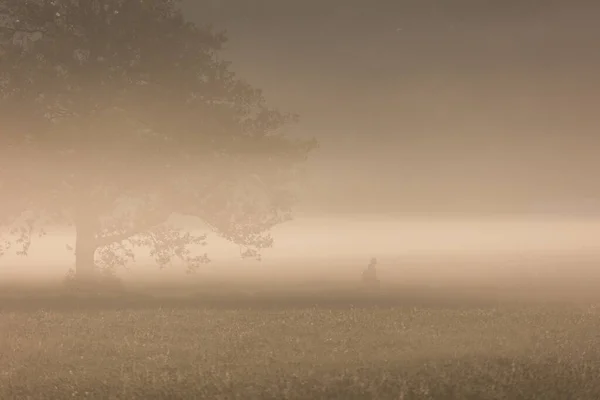 森の中の霧の朝 — ストック写真