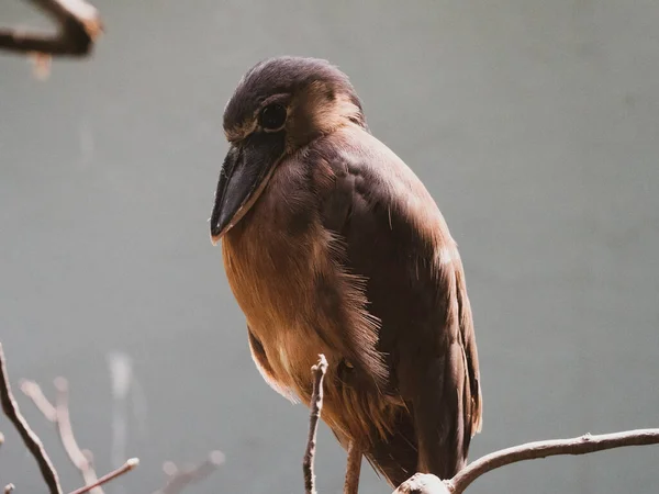 Foto Preto Branco Corvo — Fotografia de Stock