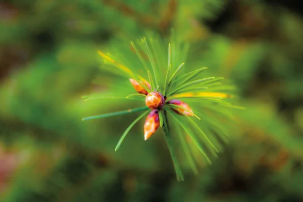 Macro Green Fir — Stock Photo, Image