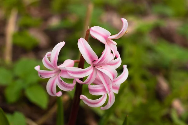 Bellissimo Fiore Rosa Giardino — Foto Stock