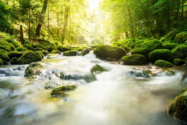 Όμορφο Ρέμα Του Ποταμού Ρέει Στο Πράσινο Δάσος — Φωτογραφία Αρχείου