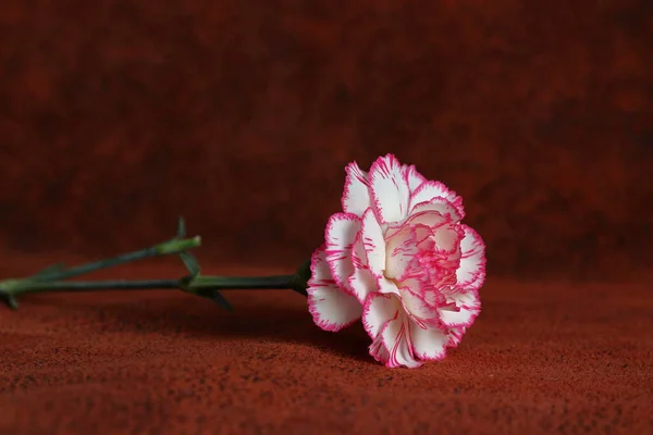 Egy Rózsaszín Szegfűszegvirág Közelről — Stock Fotó