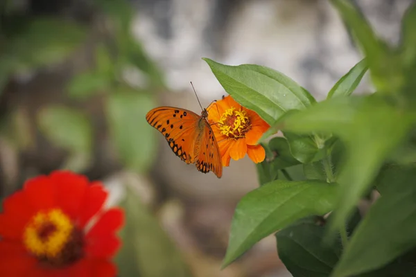 Papillon Sur Une Fleur — Photo