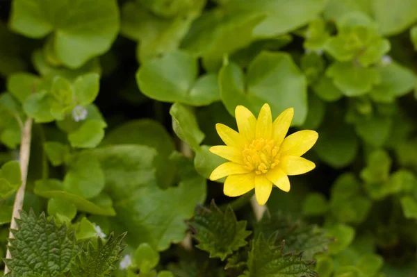 Belle Fleur Jaune Dans Jardin — Photo