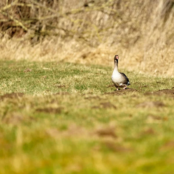 Pato Sobre Hierba Verde — Foto de Stock