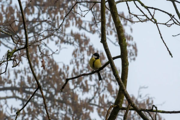 Vogel Auf Einem Ast Eines Baumes — Stockfoto