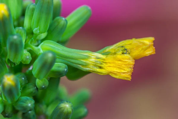 Eine Nahaufnahme Einer Blume Mit Grünem Stiel — Stockfoto