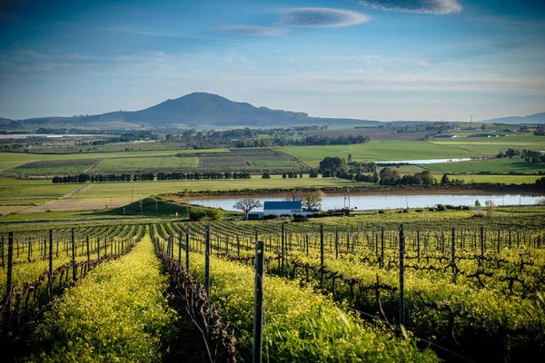 Bella Vista Sul Vigneto Immerso Nel Verde — Foto Stock