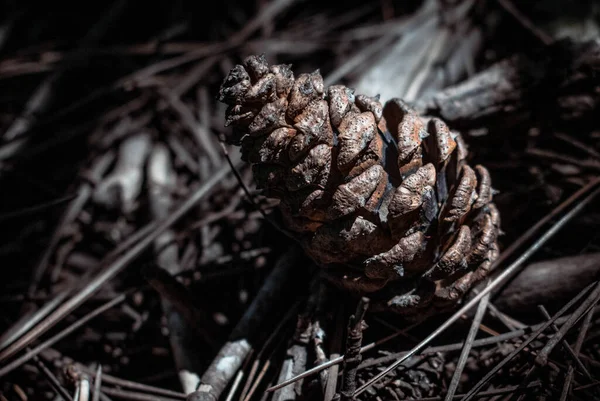 Pine Cone Background Green Grass — Stock Photo, Image