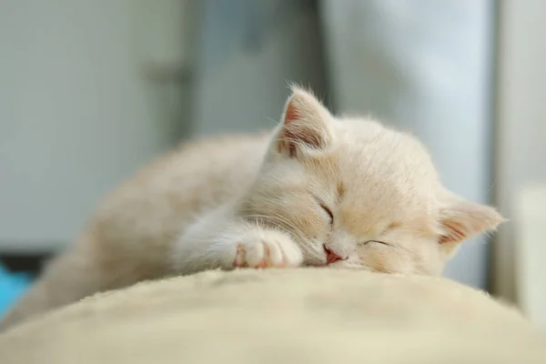 Close Tiny Sleepy British Shorthair Kitten Cream Coat — Φωτογραφία Αρχείου