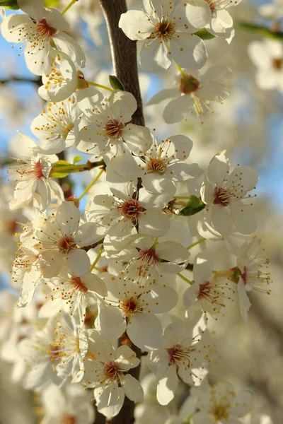 Beautiful Flowers Cherry Blossoms Spring — Stock Photo, Image
