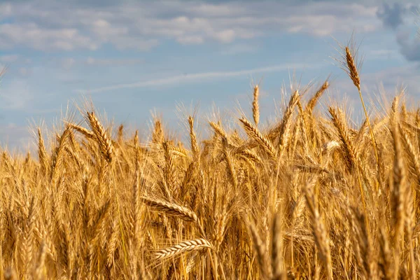 Goudkorenveld Zomer — Stockfoto